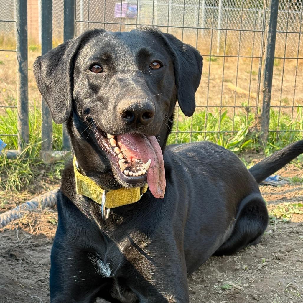 Enlarge Lainey, a Adoptable mixed breed in Port Angeles, WA image 3/6