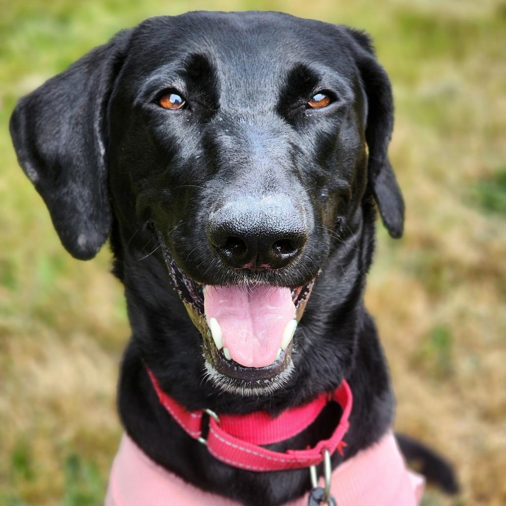 Enlarge Lainey, a Adoptable mixed breed in Port Angeles, WA image 5/6