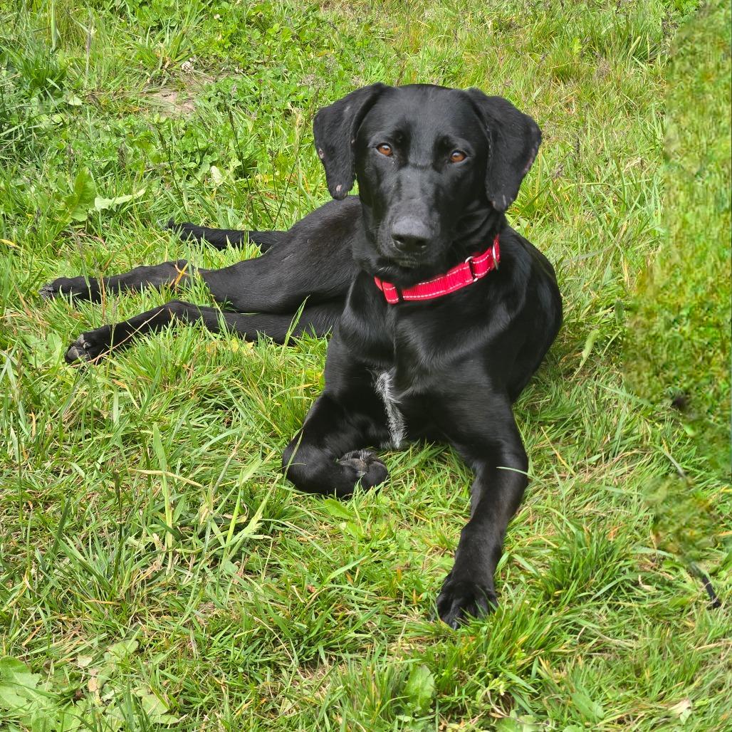 Enlarge Lainey, a Adoptable mixed breed in Port Angeles, WA image 6/6