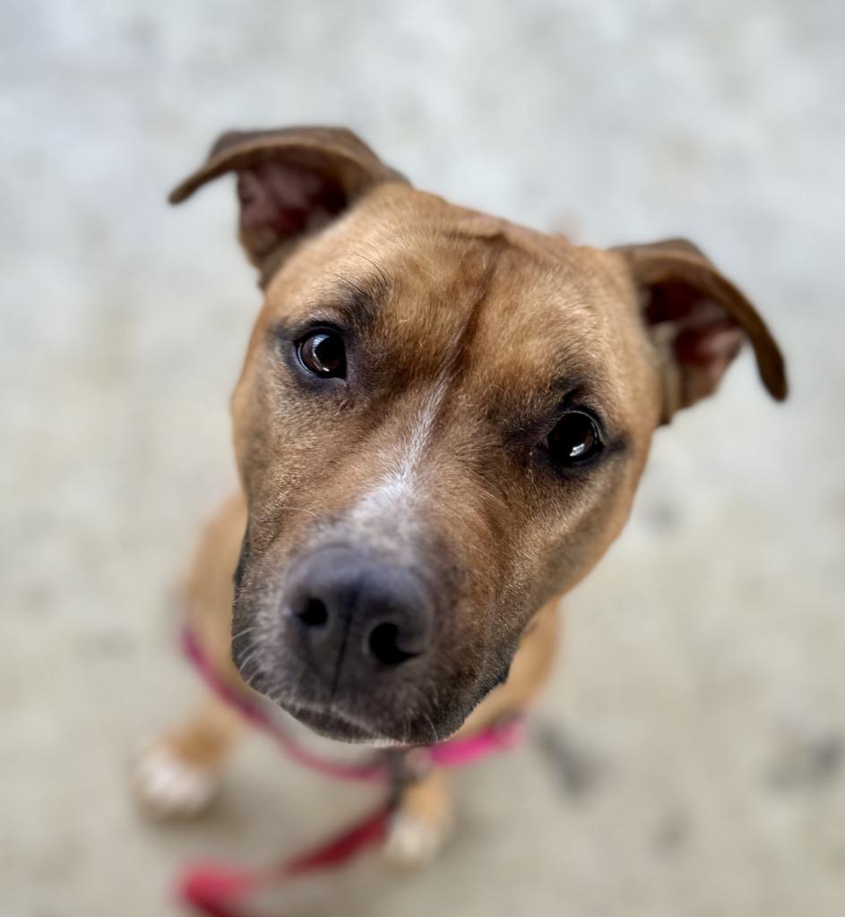 Mina, Adoptable, Young Female Pit Bull Terrier.