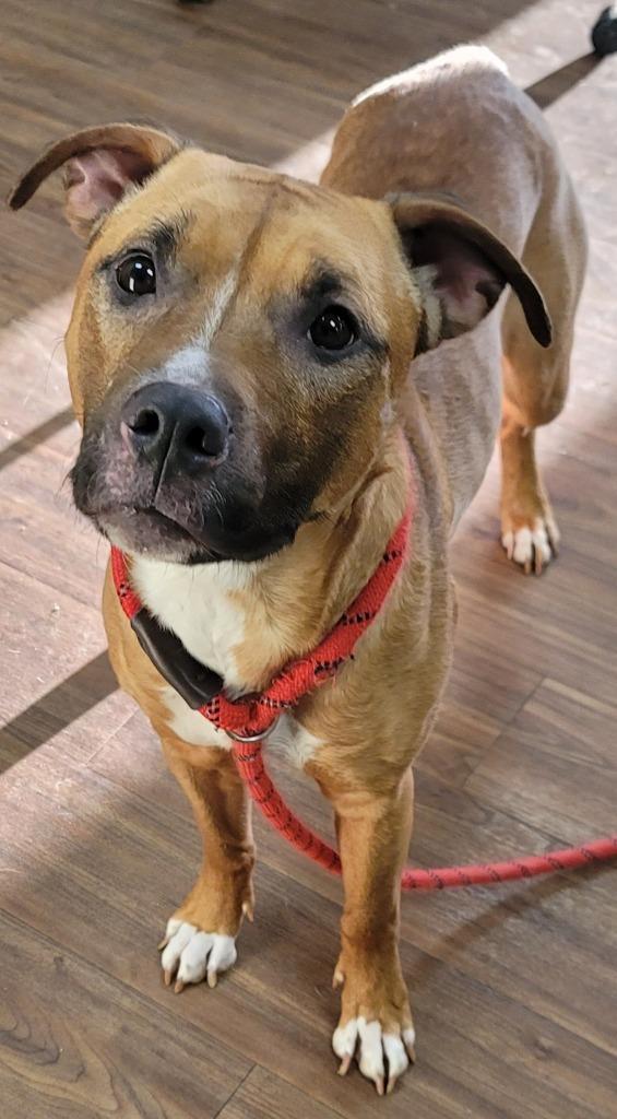 Mina, a Adoptable Pit Bull Terrier in Christiansburg, VA image 1/6