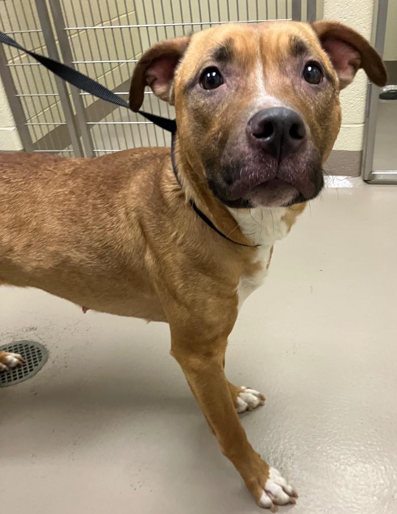 Enlarge Mina, a Adoptable Pit Bull Terrier in Christiansburg, VA image 3/6