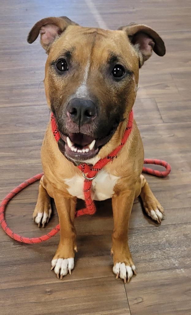 Enlarge Mina, a Adoptable Pit Bull Terrier in Christiansburg, VA image 5/6