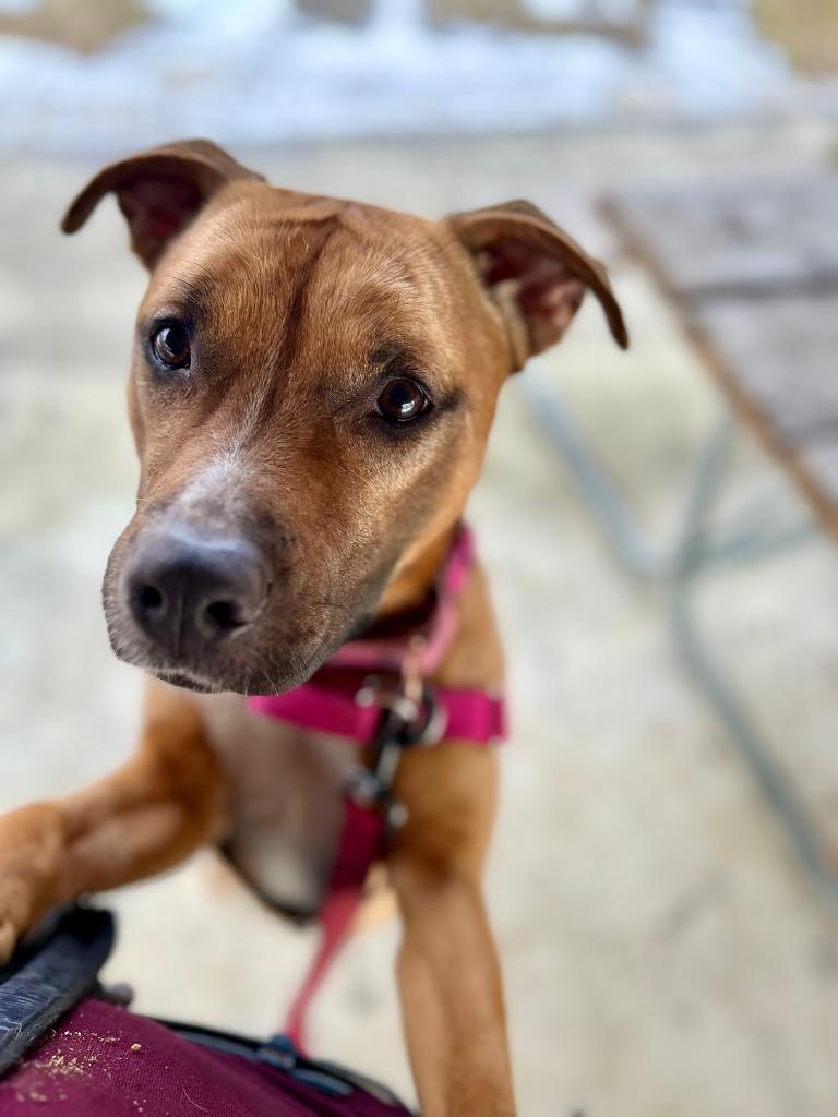 Enlarge Mina, a Adoptable Pit Bull Terrier in Christiansburg, VA image 6/6