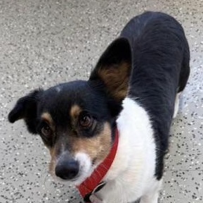 Enlarge Siri, a ADOPTABLE Pembroke Welsh Corgi in Blue Springs, MO image 2/2