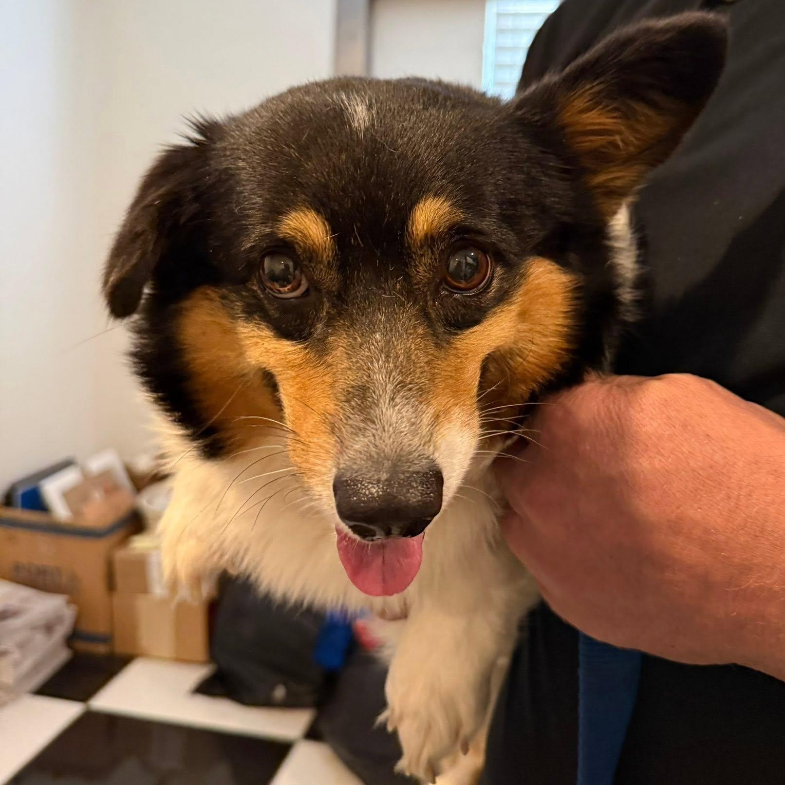 Pembroke Welsh Corgis for Adoption in Mediapolis, Iowa | Petfinder