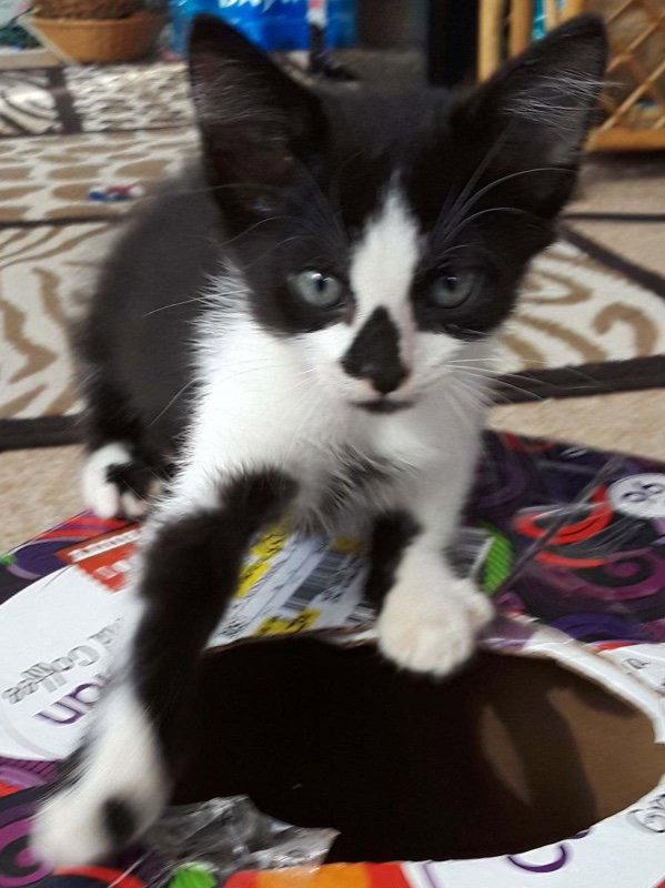 Scarecrow, Adopted, Kitten Male Tuxedo & Domestic Short Hair.