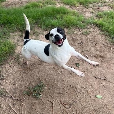 Uncle Sam, an adoptable Corgi, German Shorthaired Pointer in Ulysses, KS, 67880 | Photo Image 3