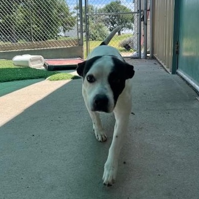 Uncle Sam, an adoptable Corgi, German Shorthaired Pointer in Ulysses, KS, 67880 | Photo Image 2