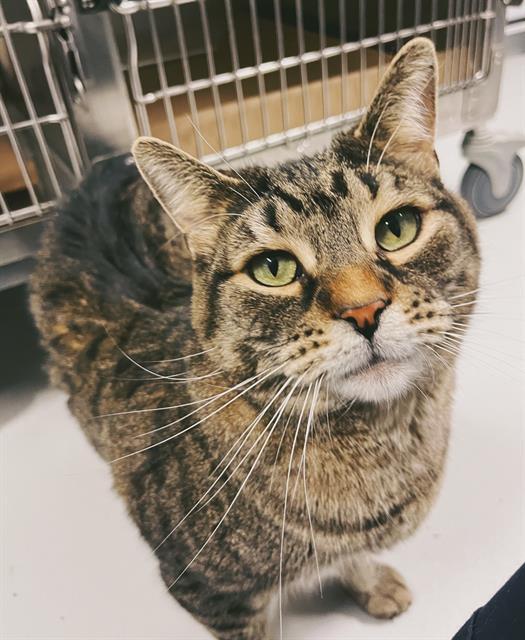 DUSTIN, Adoptable, Adult Male Domestic Short Hair.