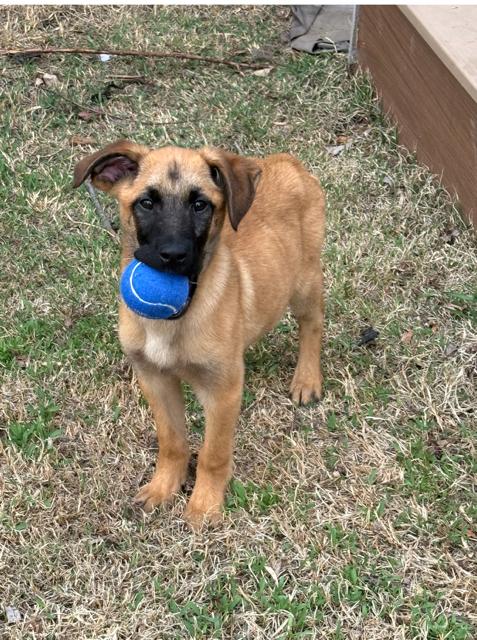 Rocky Racoon, Adopted, Puppy Male German Shepherd Dog.