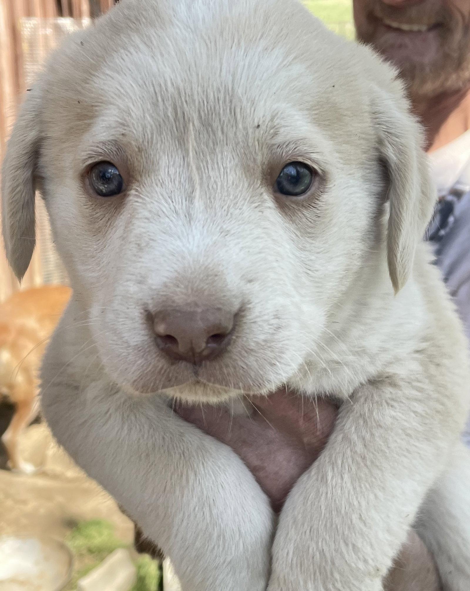 Gilda, ADOPTABLE, Puppy Female Labrador Retriever & Mixed Breed.