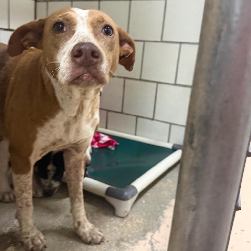 Thelma, Adoptable, Adult Female Cattle Dog & Catahoula Leopard Dog.