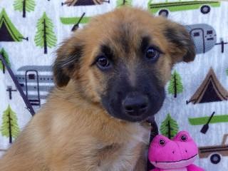 Chewbacca, an adoptable Cattle Dog, Shepherd in Anaconda, MT, 59711 | Photo Image 3