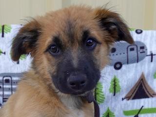 Chewbacca, an adoptable Cattle Dog, Shepherd in Anaconda, MT, 59711 | Photo Image 1