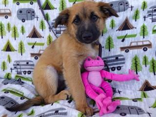 Chewbacca, an adoptable Cattle Dog, Shepherd in Anaconda, MT, 59711 | Photo Image 2