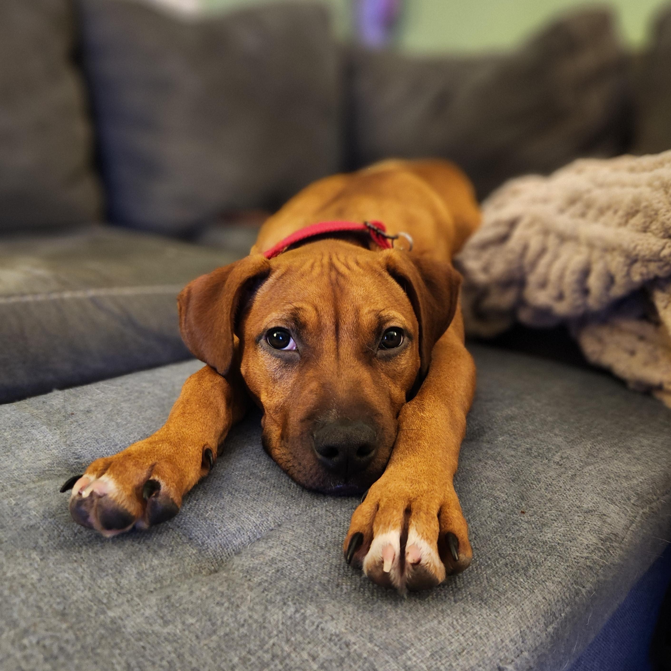 Enlarge Peanut Butter , a ADOPTABLE mixed breed in Warrenville, IL image 3/5