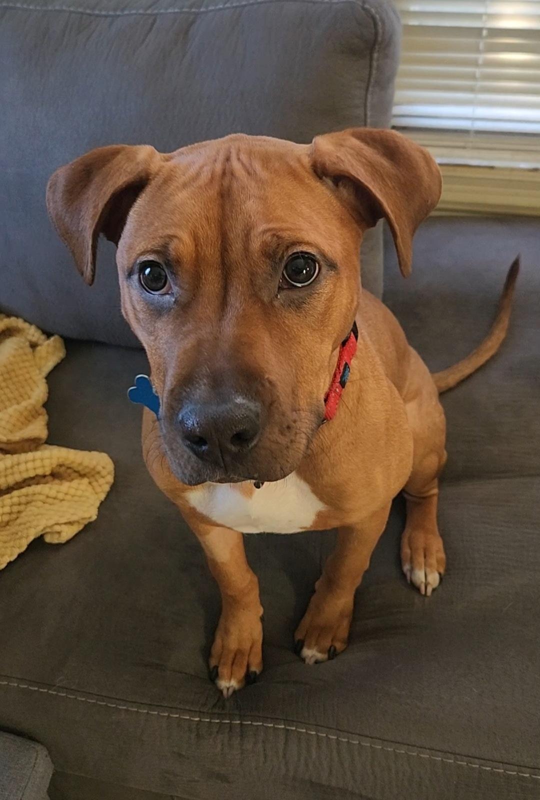 Enlarge Peanut Butter , a ADOPTABLE mixed breed in Warrenville, IL image 5/5