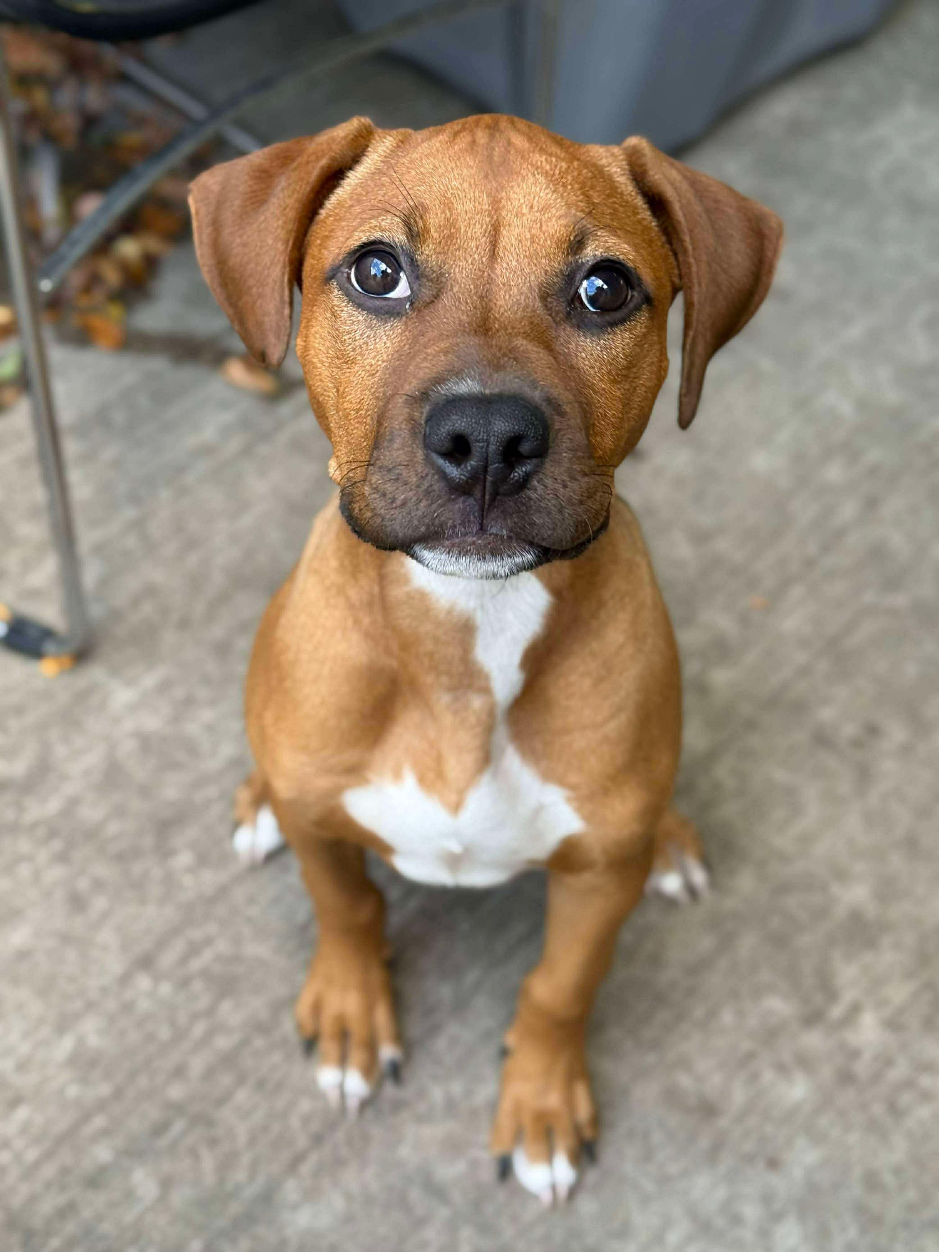 Enlarge Peanut Butter , a ADOPTABLE mixed breed in Warrenville, IL image 1/5