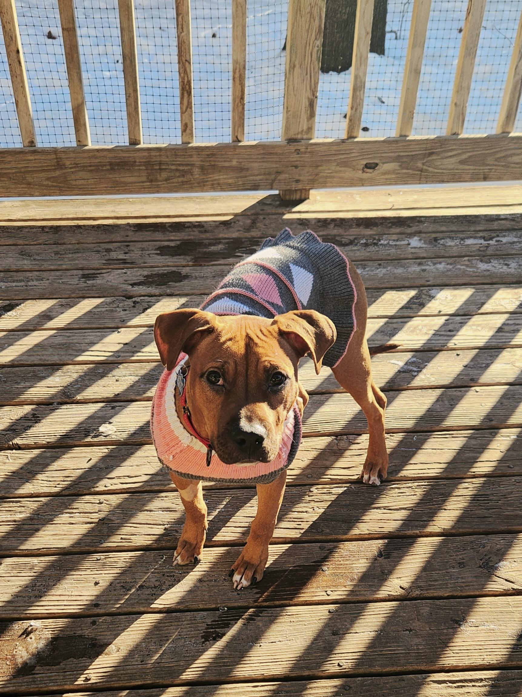 Enlarge Peanut Butter , a ADOPTABLE mixed breed in Warrenville, IL image 4/5