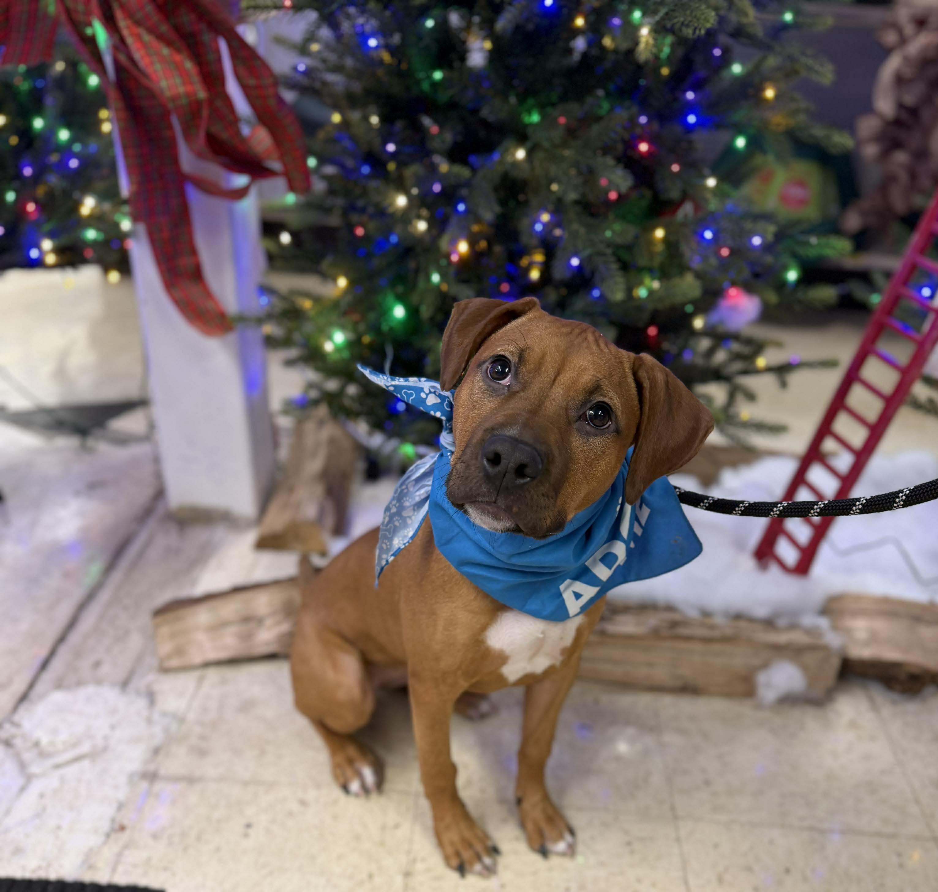 Enlarge Peanut Butter , a ADOPTABLE mixed breed in Warrenville, IL image 2/5