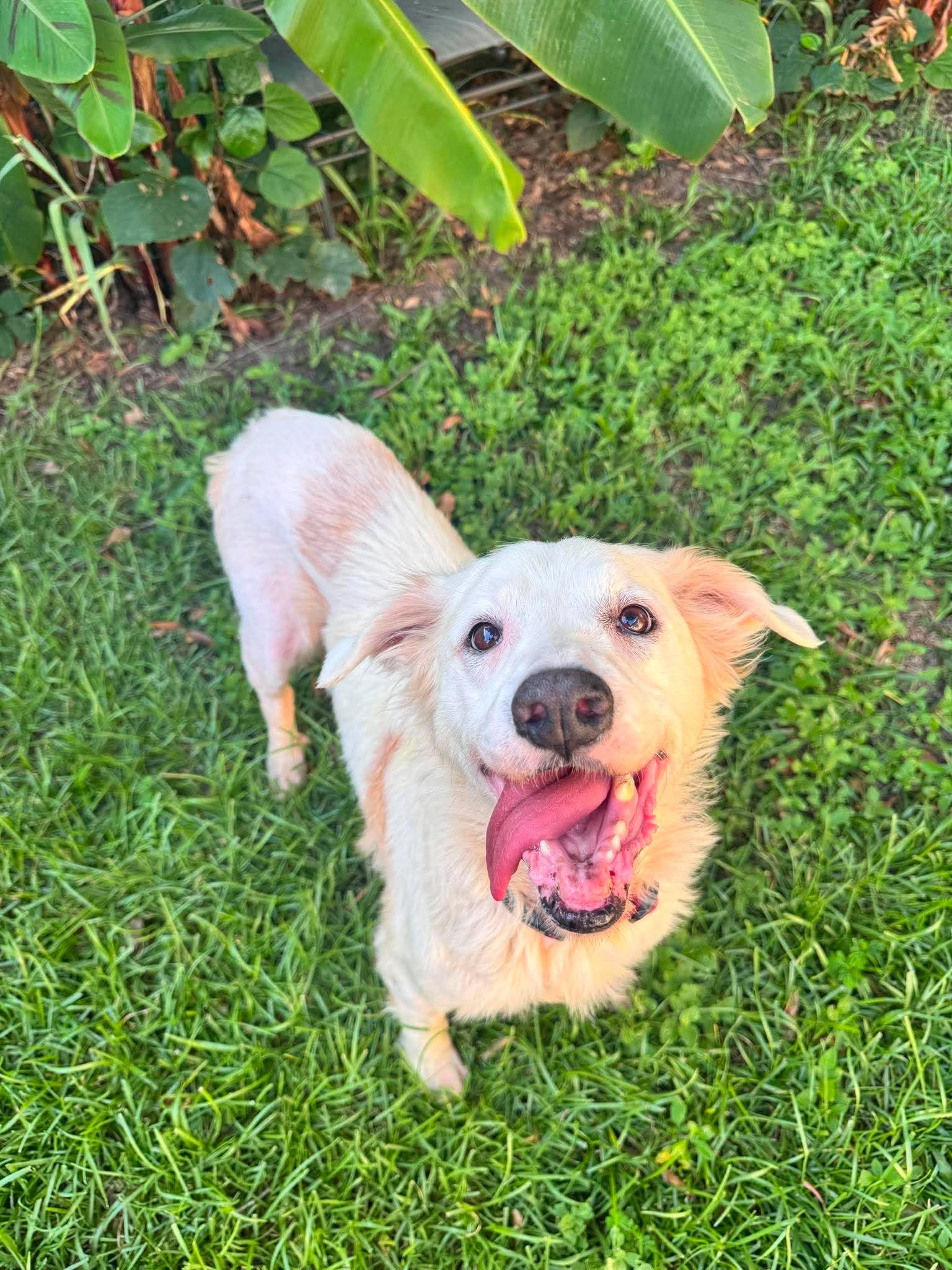 Roxie, Adoptable, Senior Female Mixed Breed.