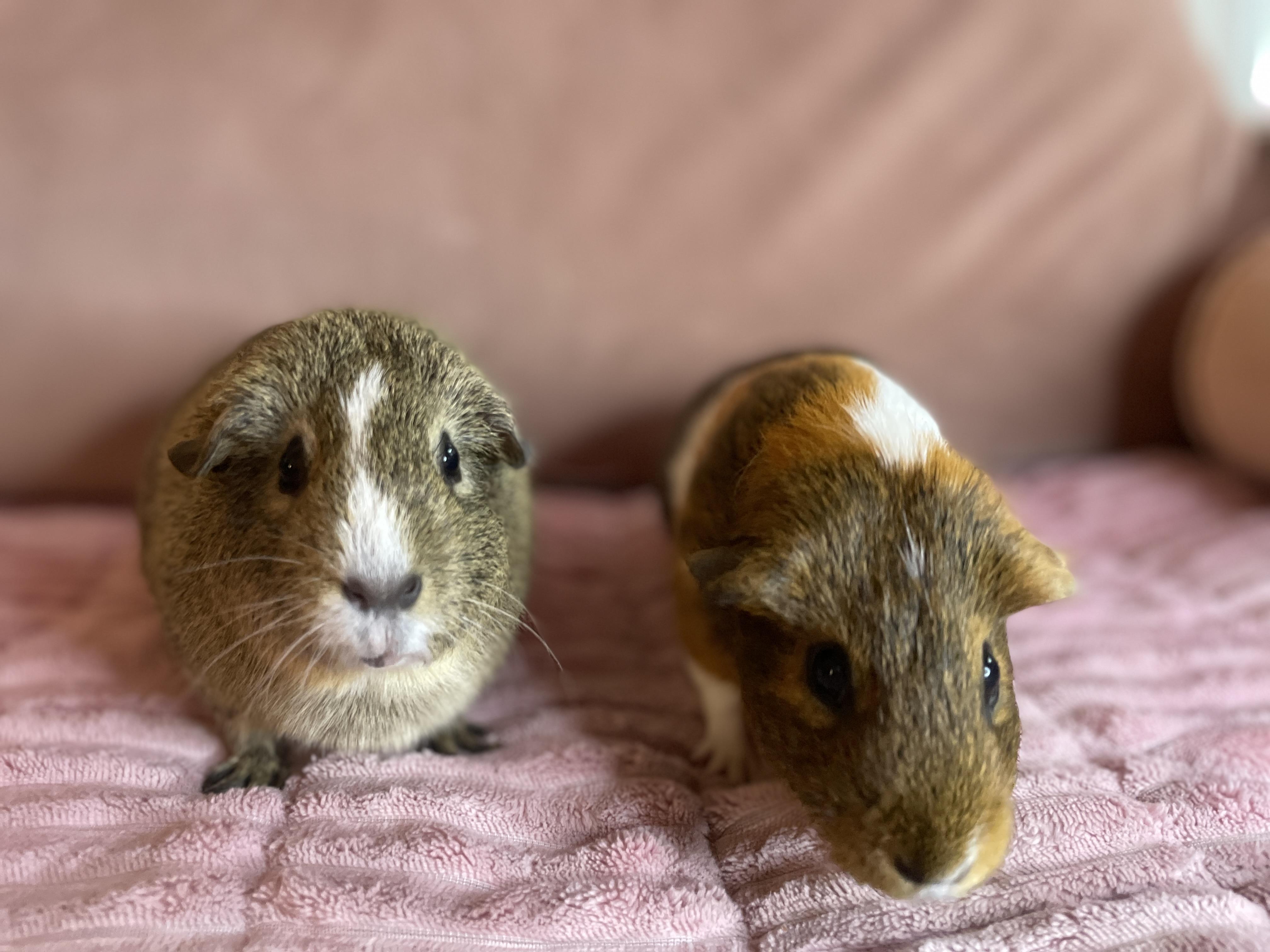 Sugar & Biscuit , a ADOPTABLE Guinea Pig in Los Angeles, CA image 4/6