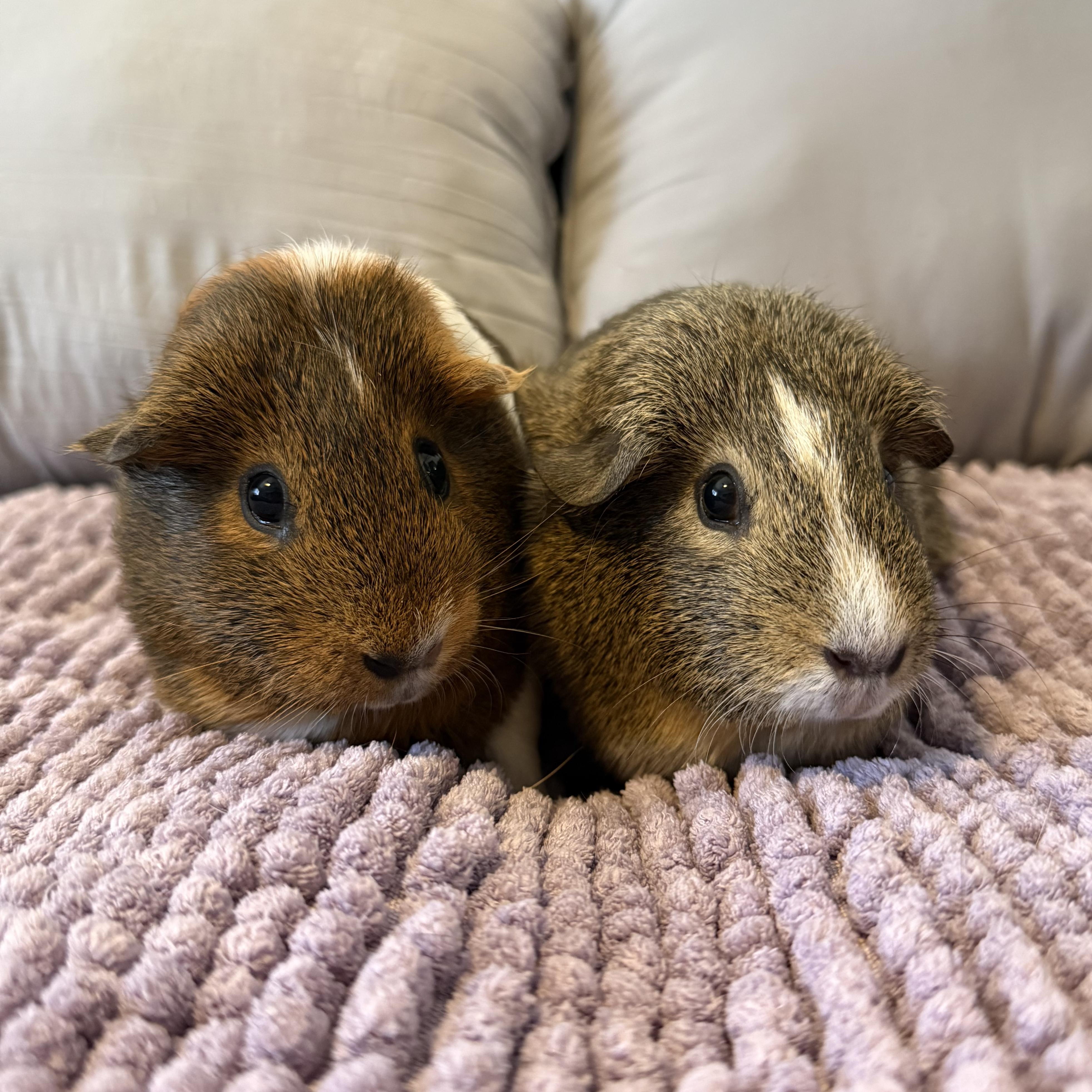 Sugar & Biscuit , ADOPTABLE, Adult Female Guinea Pig.