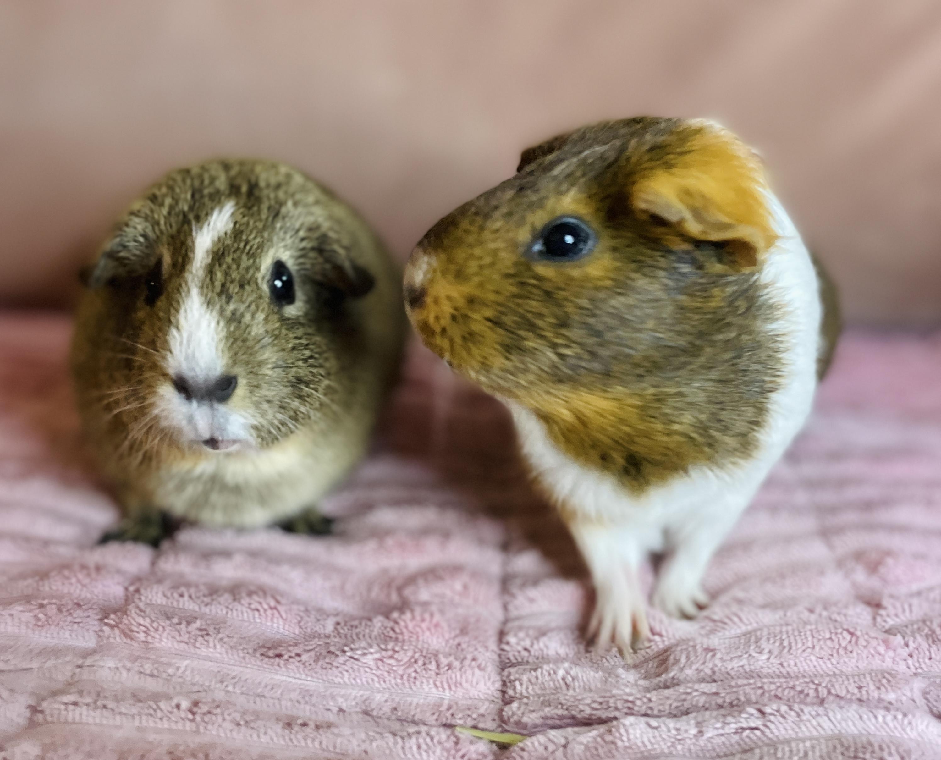 Sugar & Biscuit , a ADOPTABLE Guinea Pig in Los Angeles, CA image 1/6