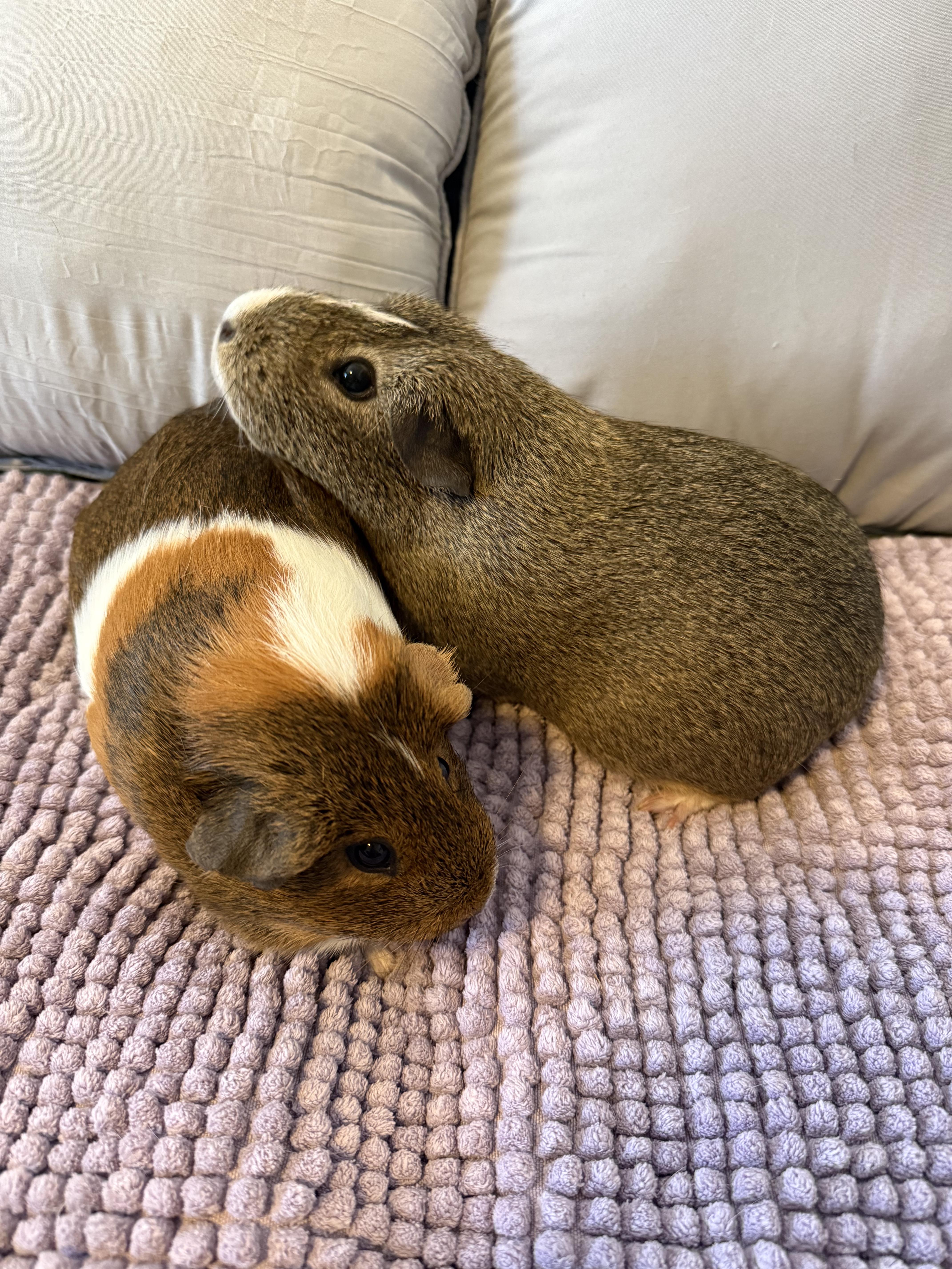 Enlarge Sugar & Biscuit , a ADOPTABLE Guinea Pig in Los Angeles, CA image 4/6