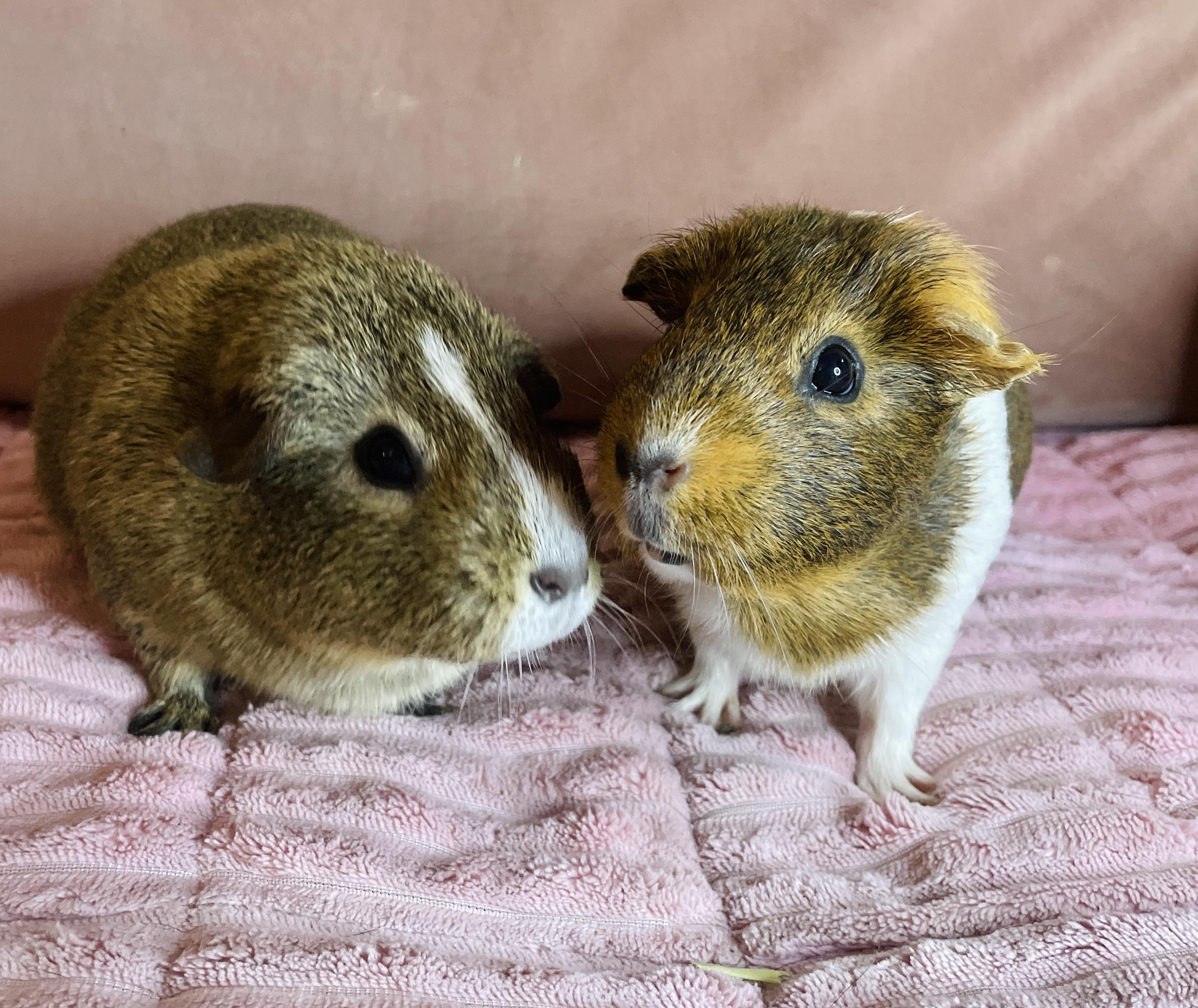 Sugar & Biscuit , a ADOPTABLE Guinea Pig in Los Angeles, CA image 3/6