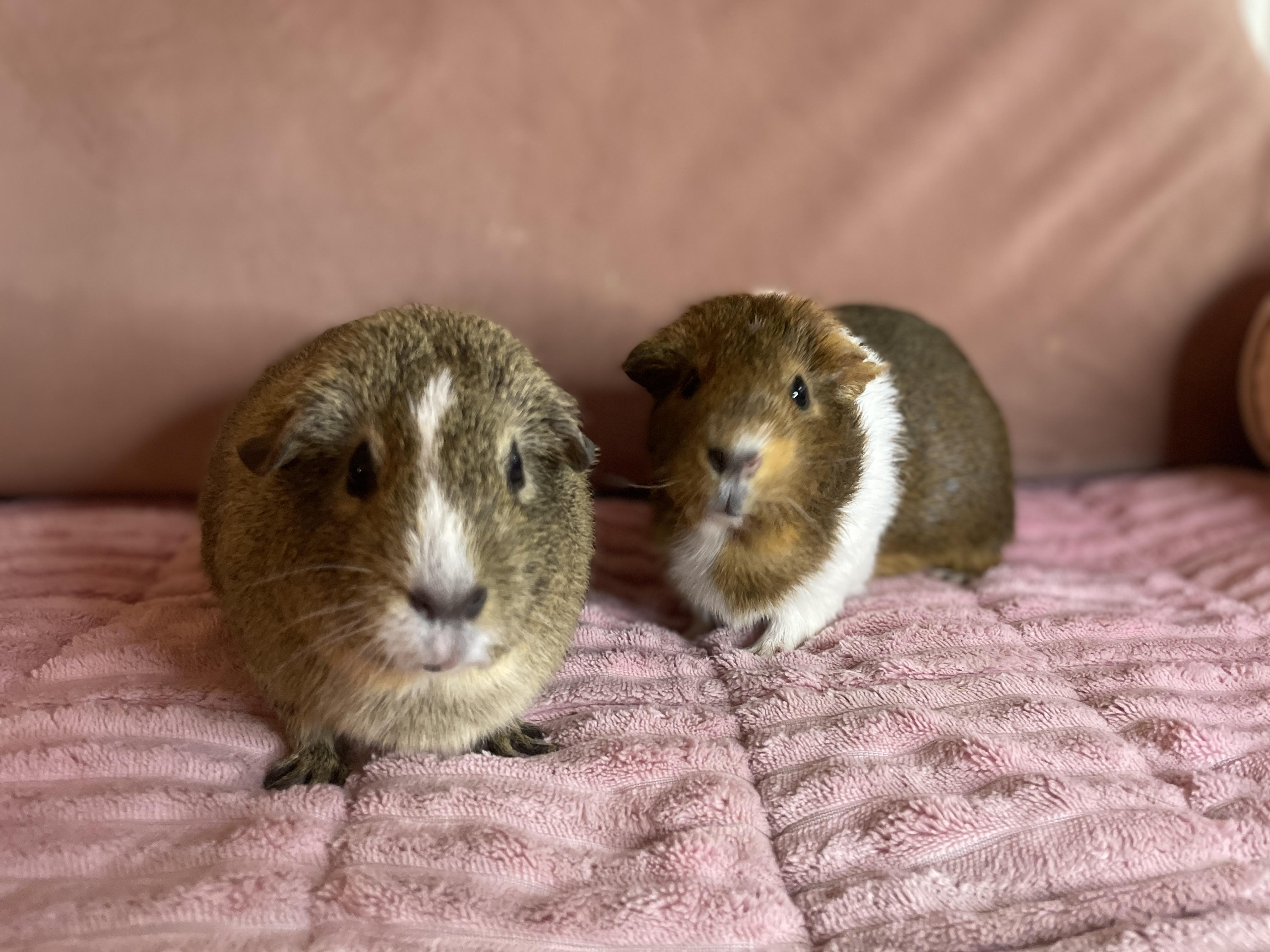 Sugar & Biscuit , a ADOPTABLE Guinea Pig in Los Angeles, CA image 5/6