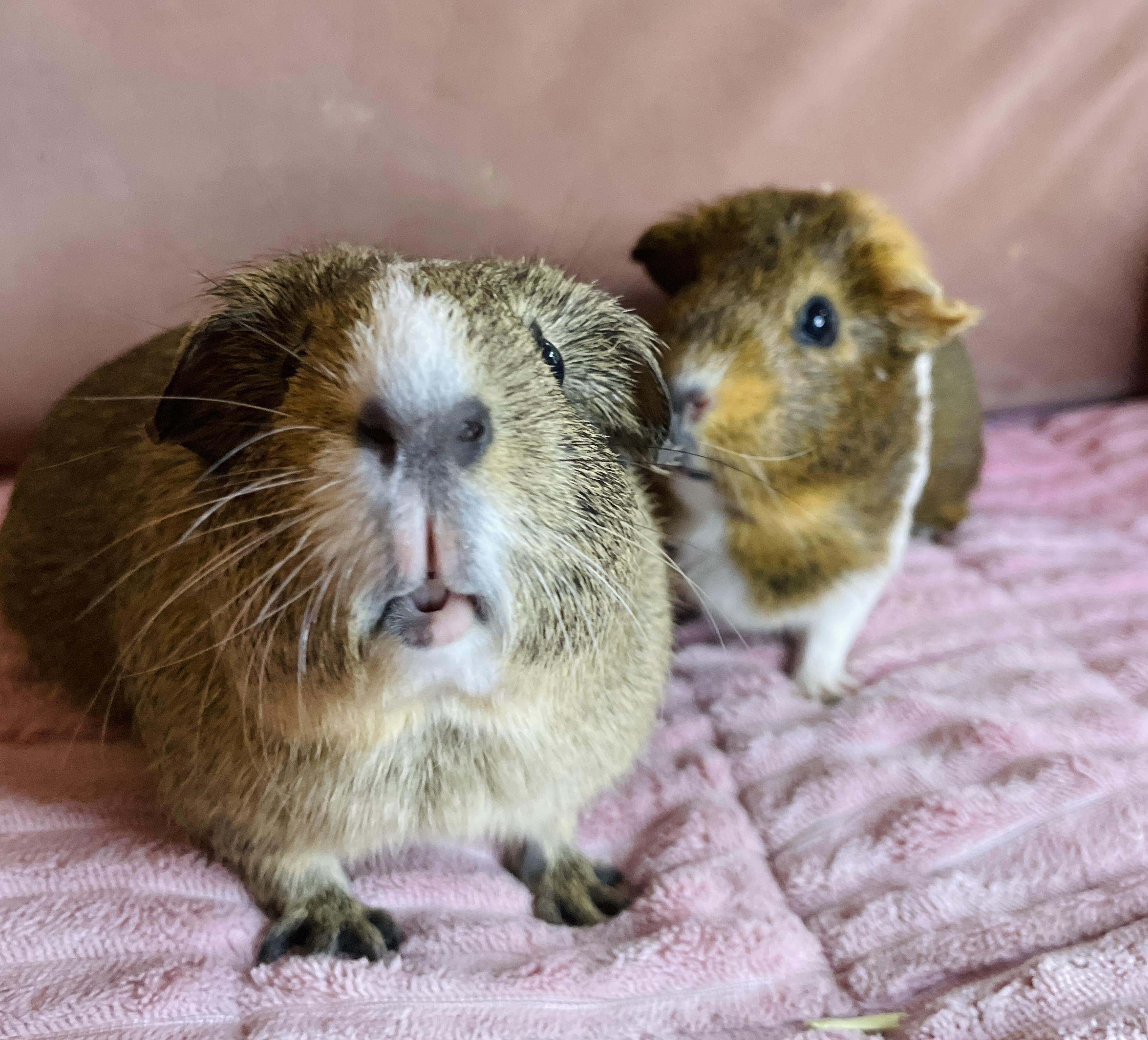 Sugar & Biscuit , a ADOPTABLE Guinea Pig in Los Angeles, CA image 2/6