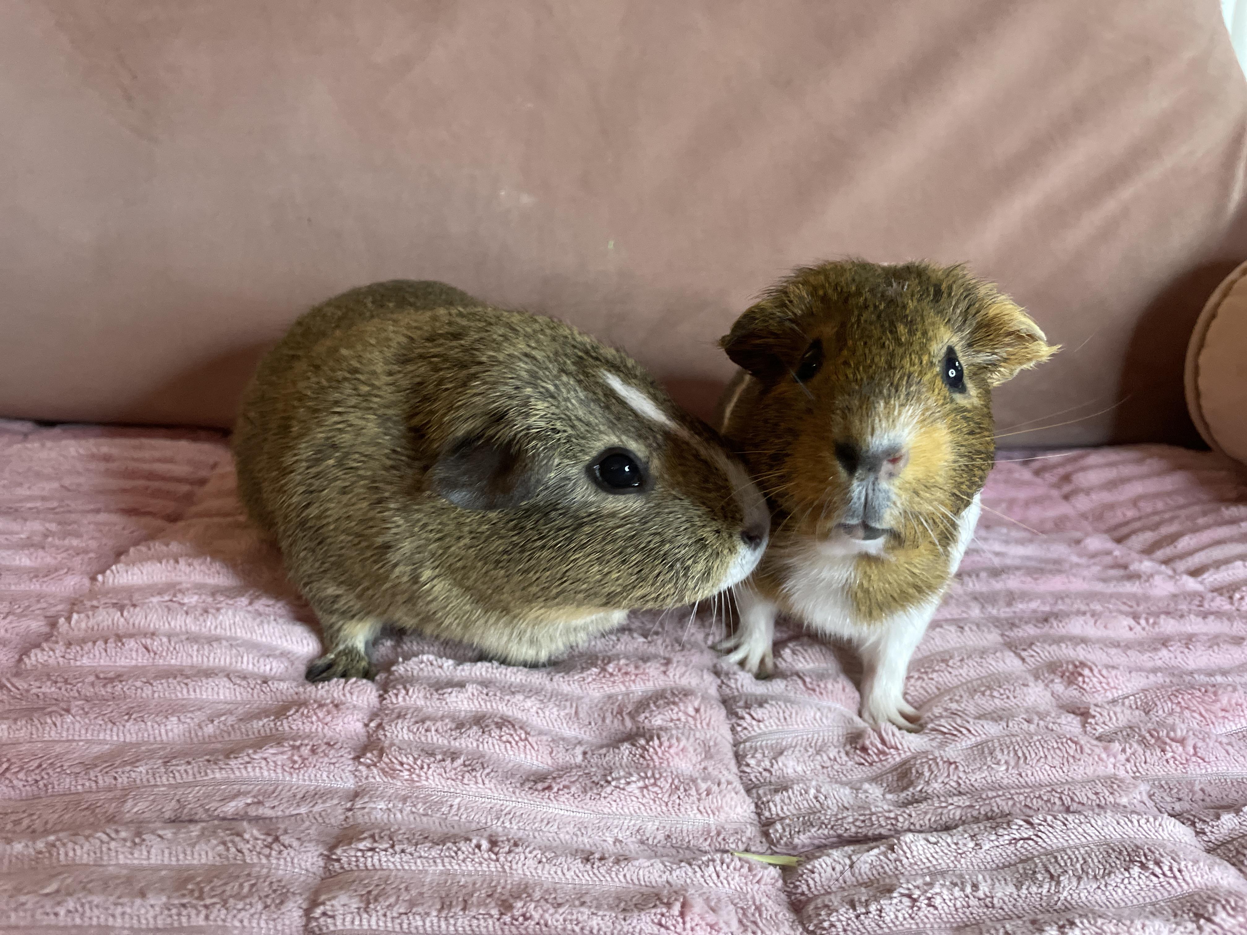 Sugar & Biscuit , a ADOPTABLE Guinea Pig in Los Angeles, CA image 6/6