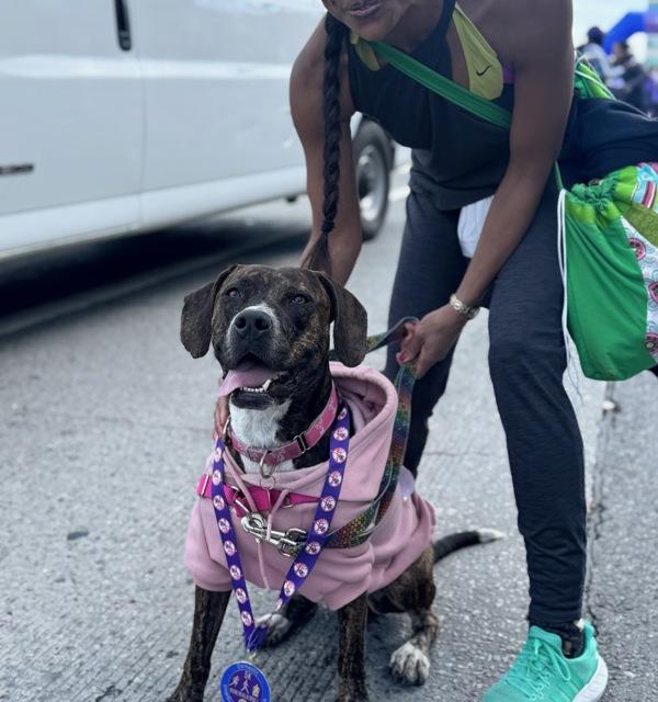 Velvet, Adoptable, Adult Female Mixed Breed.