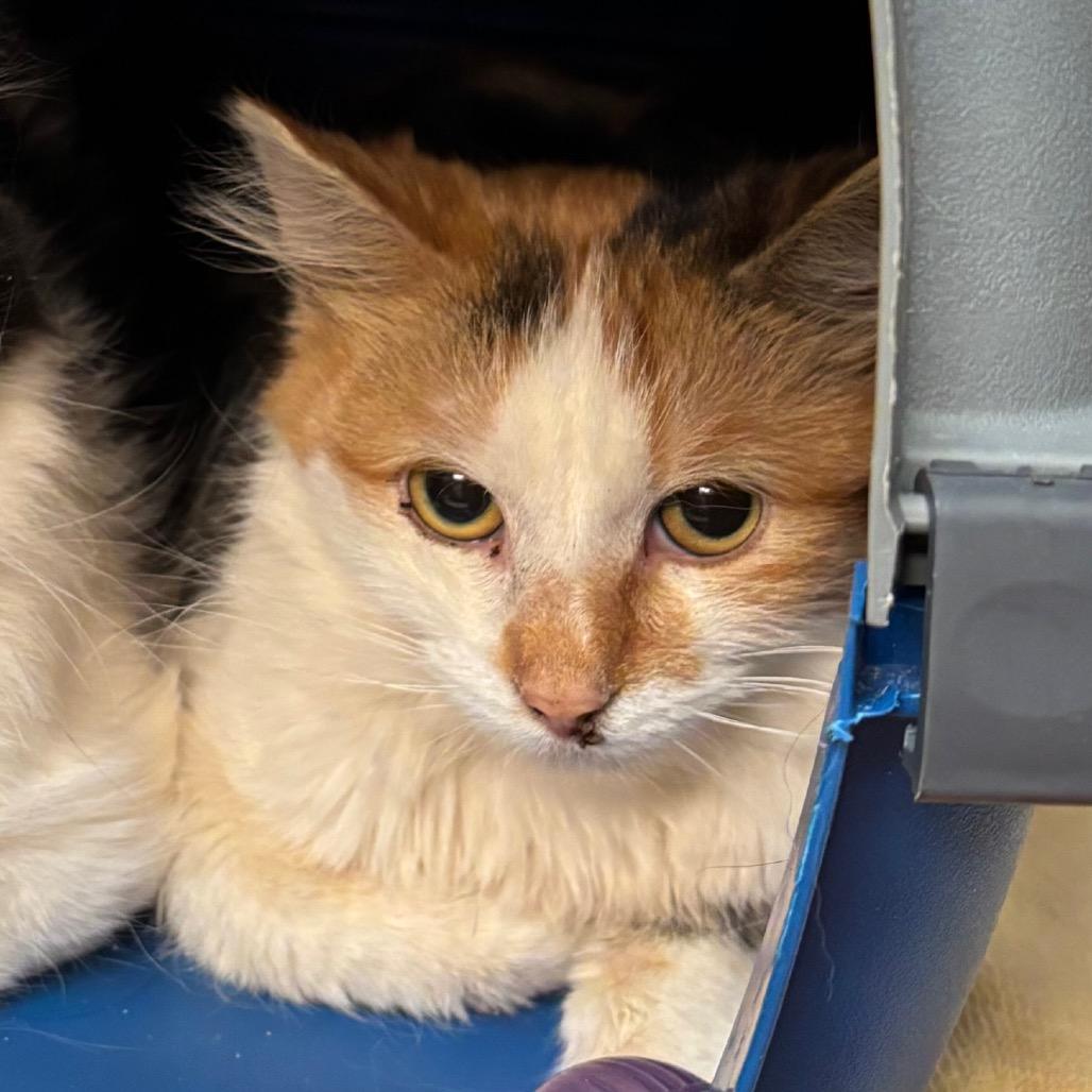 Cricket, Adoptable, Adult Female Domestic Long Hair.