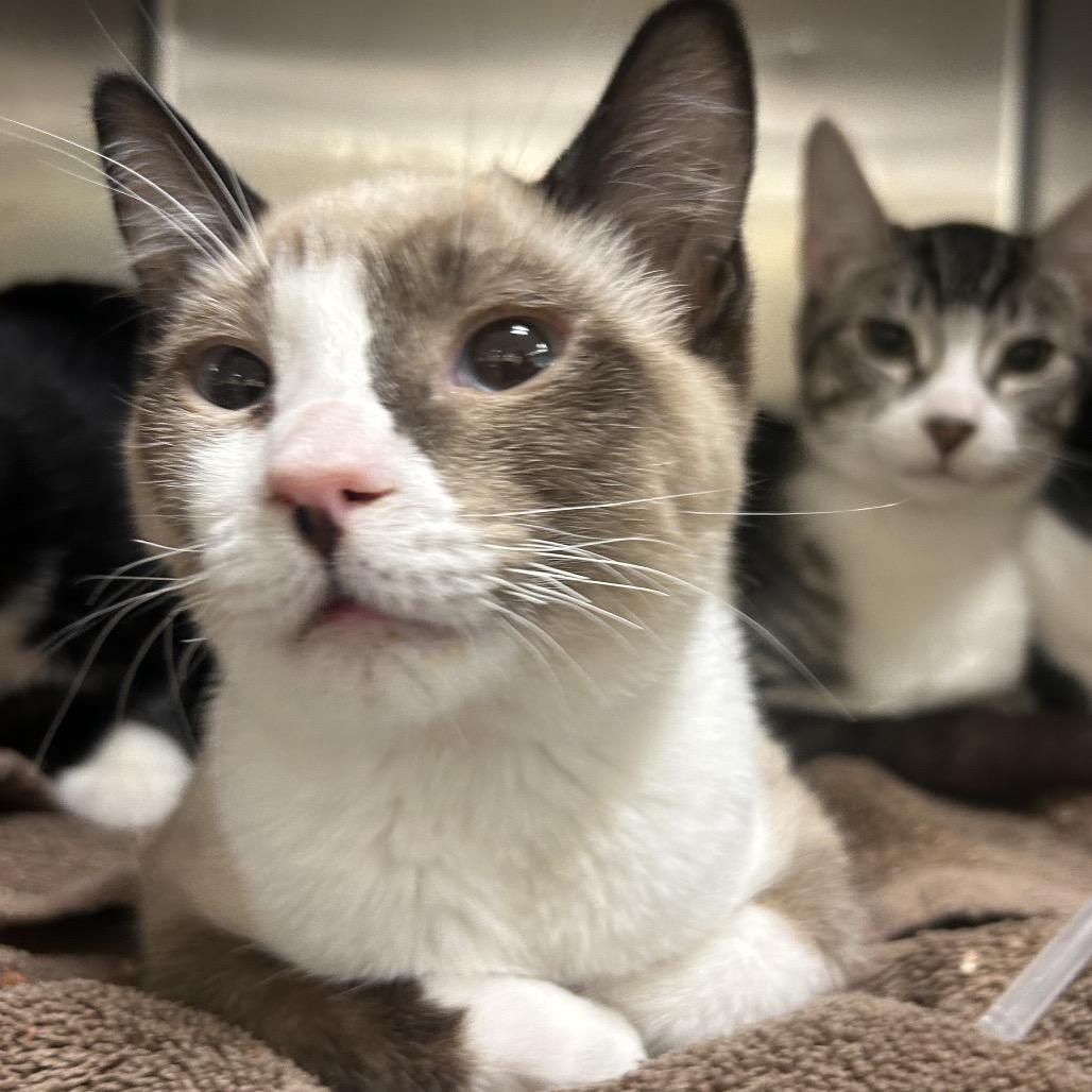 Enlarge Judo, a Adoptable Domestic Short Hair in Park City, UT image 1/3