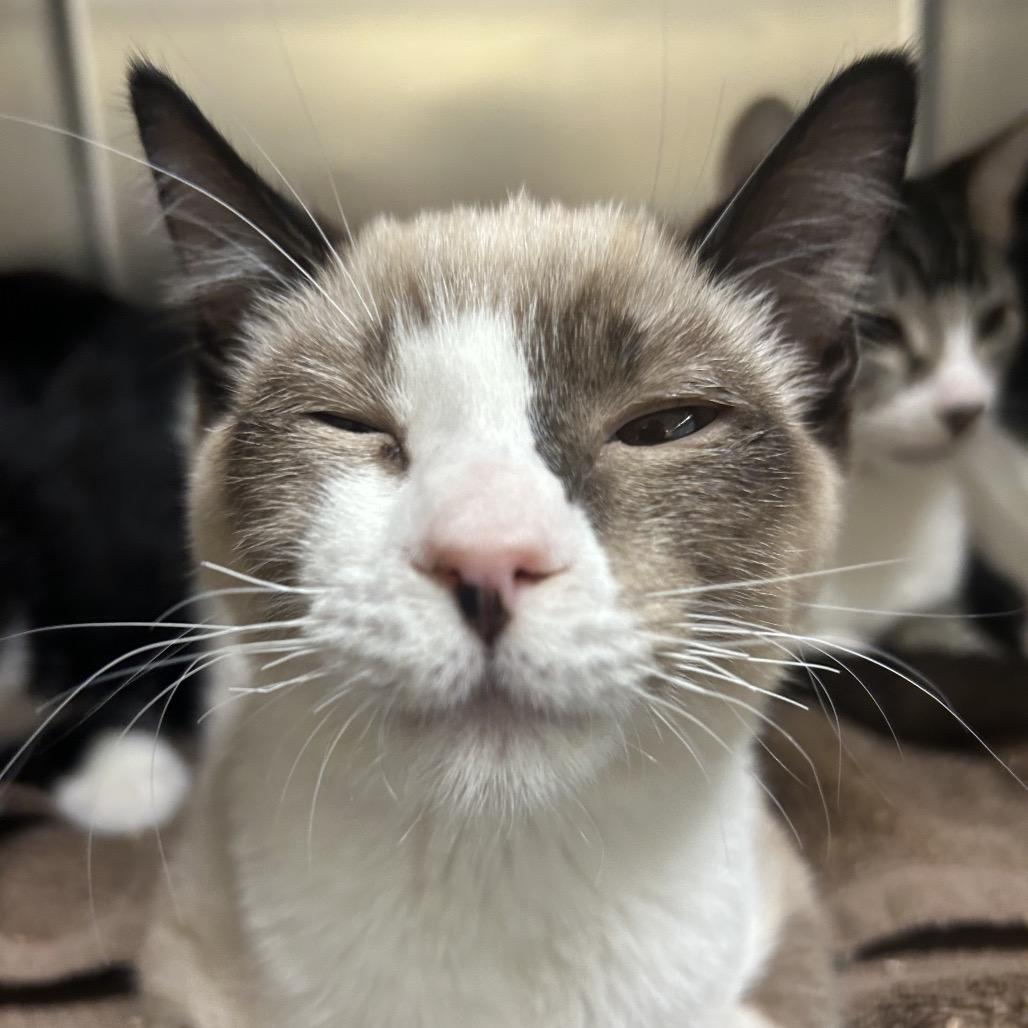 Enlarge Judo, a Adoptable Domestic Short Hair in Park City, UT image 2/3