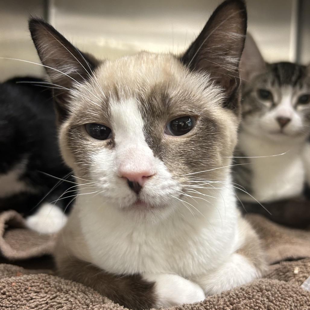 Enlarge Judo, a Adoptable Domestic Short Hair in Park City, UT image 3/3