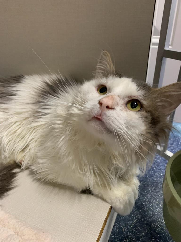 Andy, ADOPTABLE, Adult Male Domestic Long Hair.