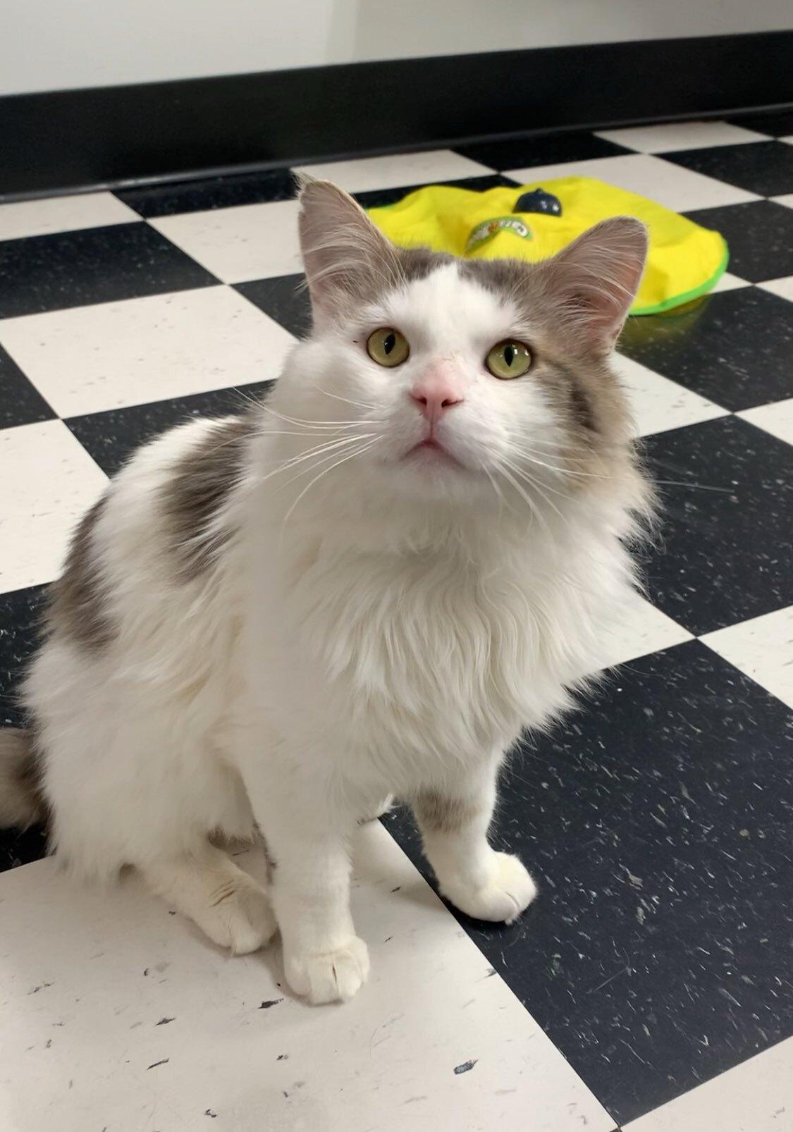 Enlarge Andy, a ADOPTABLE Domestic Long Hair in wetaskiwin, AB image 1/2