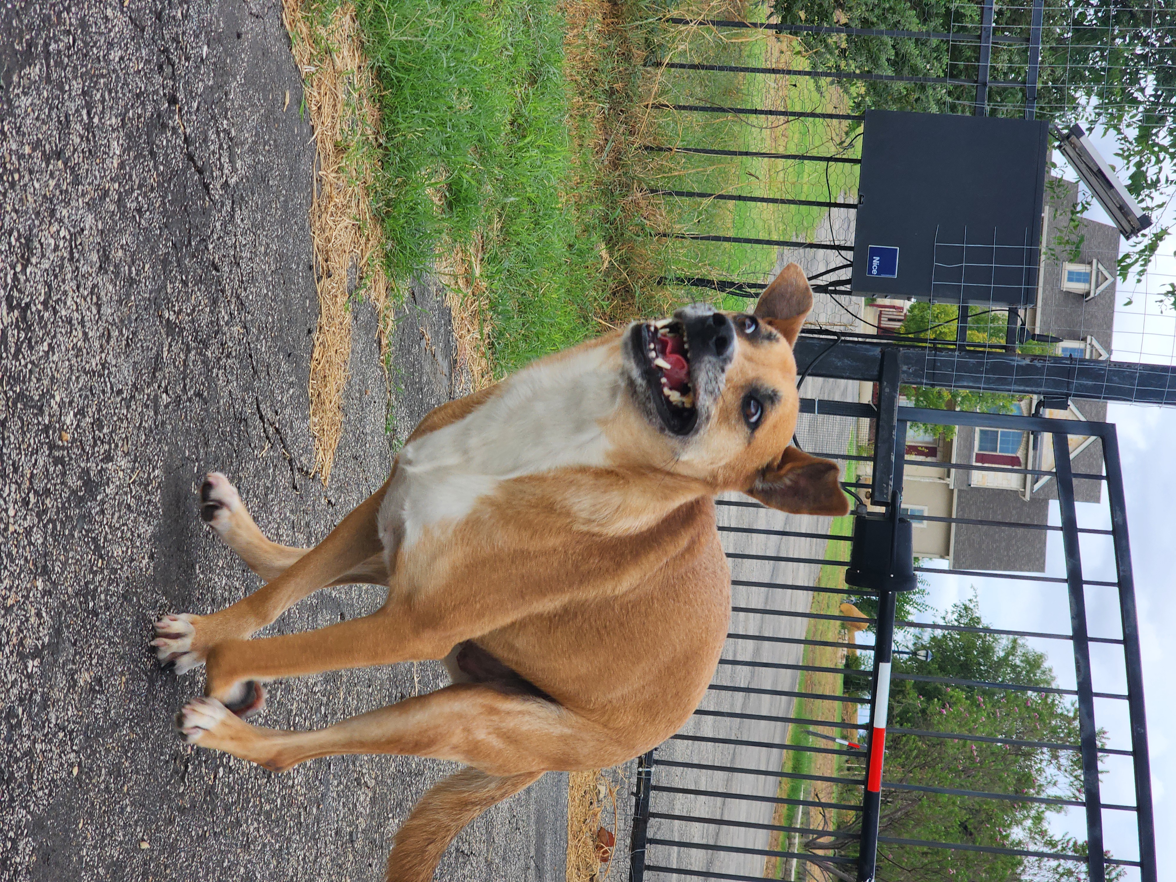 Enlarge Donna, a Adoptable mixed breed in Castroville, TX image 3/5