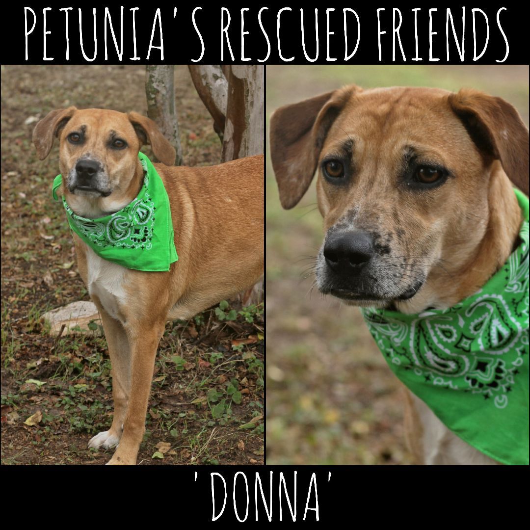 Donna, Adoptable, Adult Female Catahoula Leopard Dog.