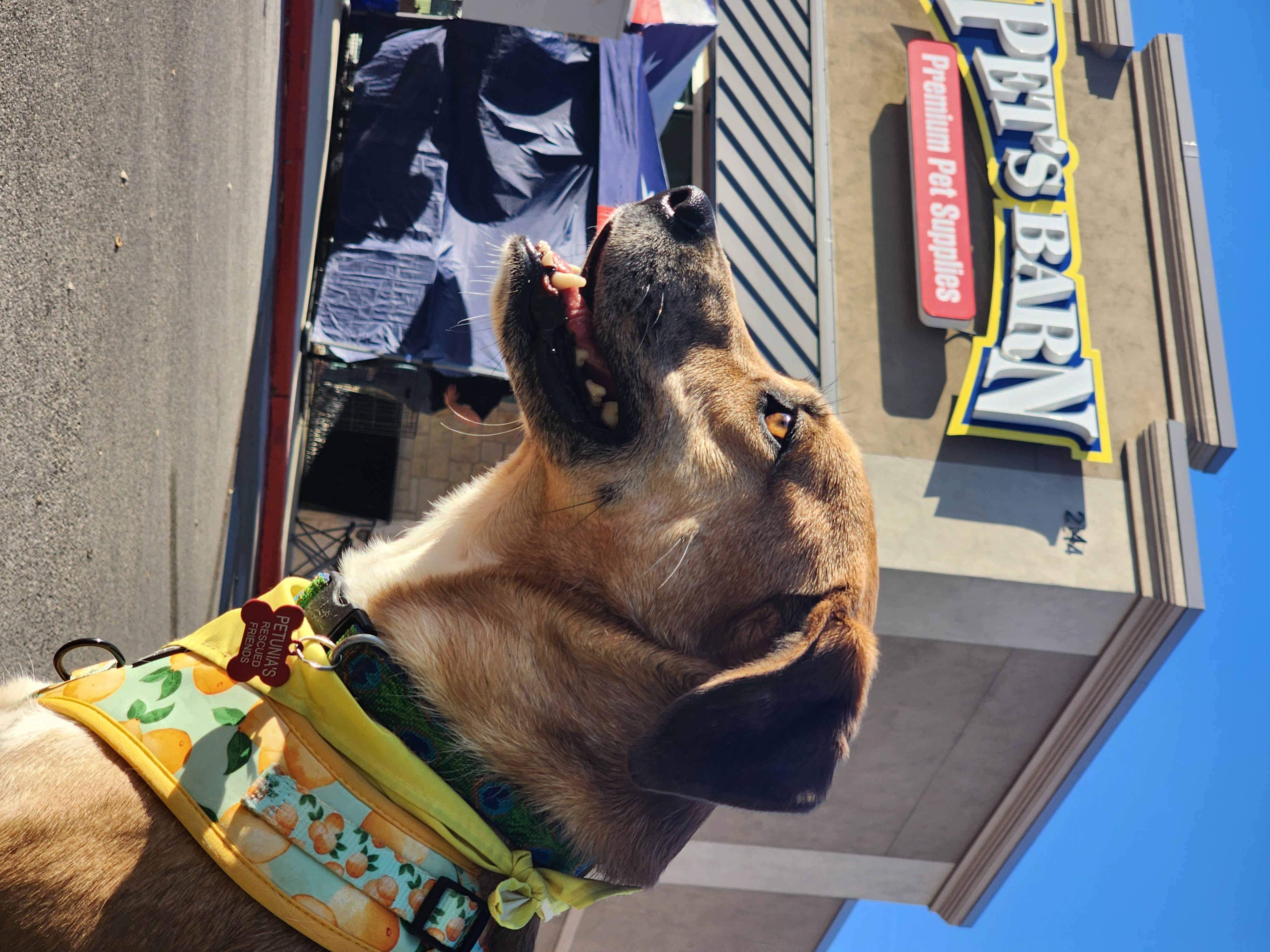 Enlarge Donna, a Adoptable mixed breed in Castroville, TX image 4/5