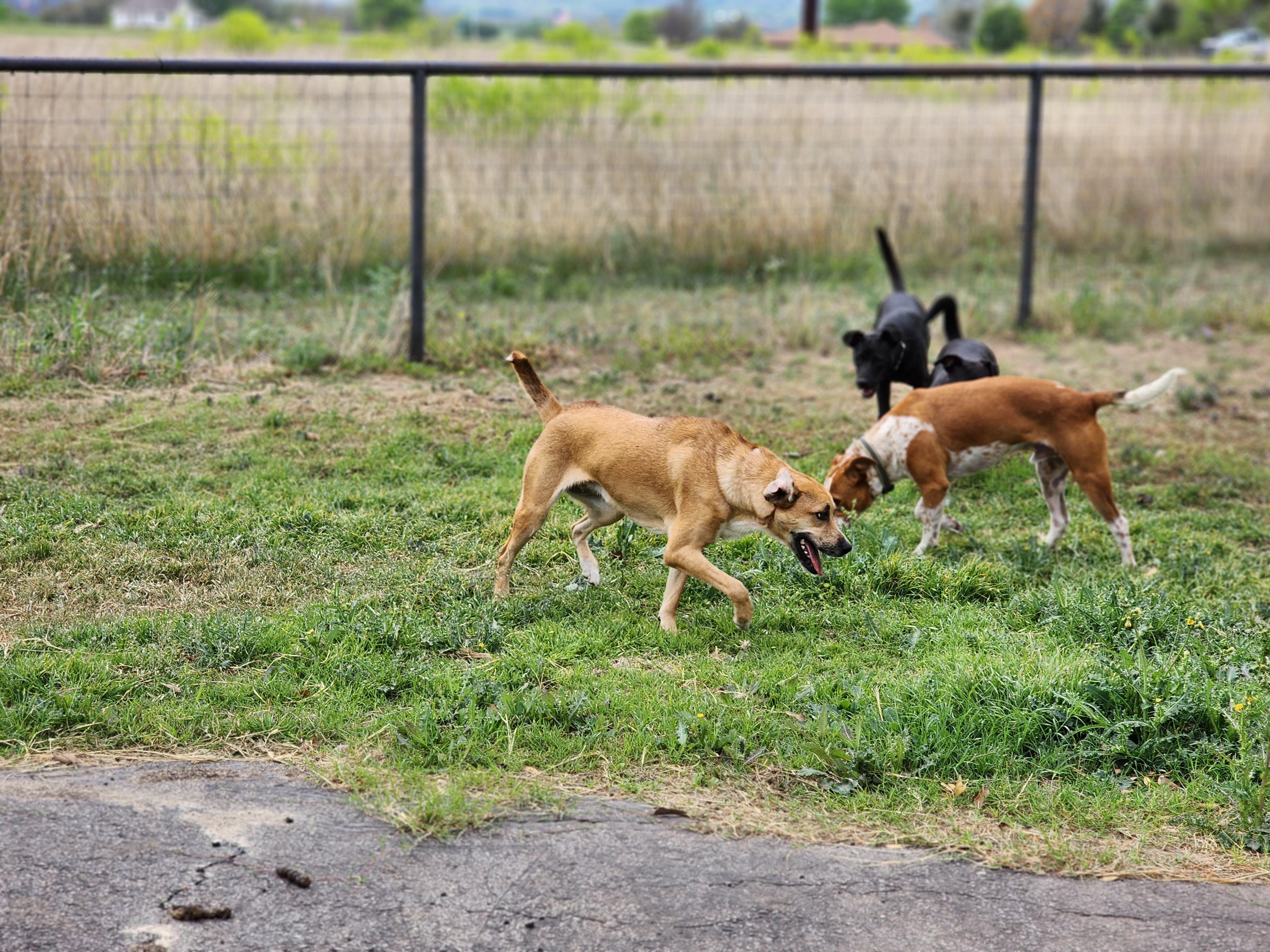 Enlarge Donna, a Adoptable mixed breed in Castroville, TX image 5/5