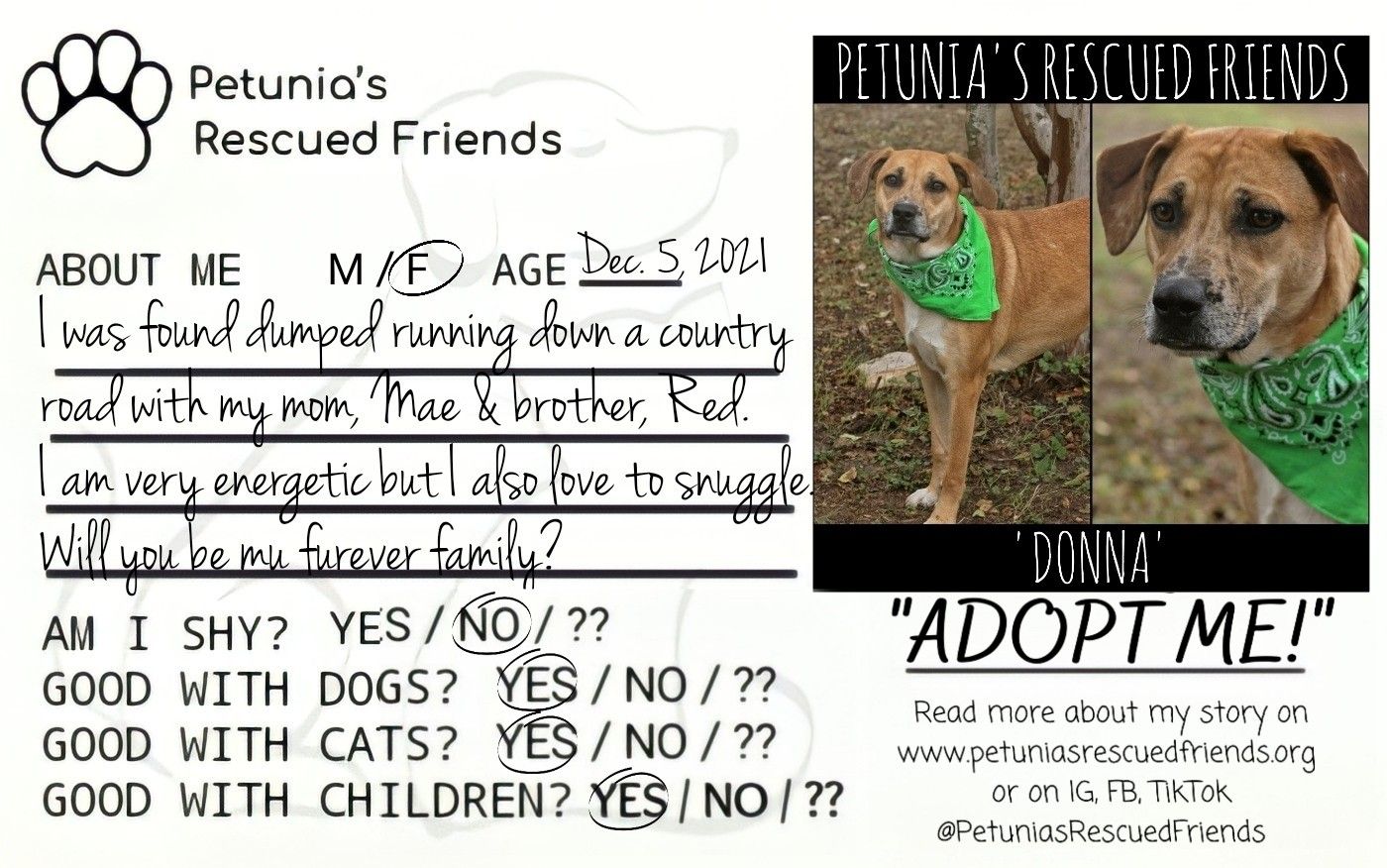 Enlarge Donna, a Adoptable mixed breed in Castroville, TX image 2/5