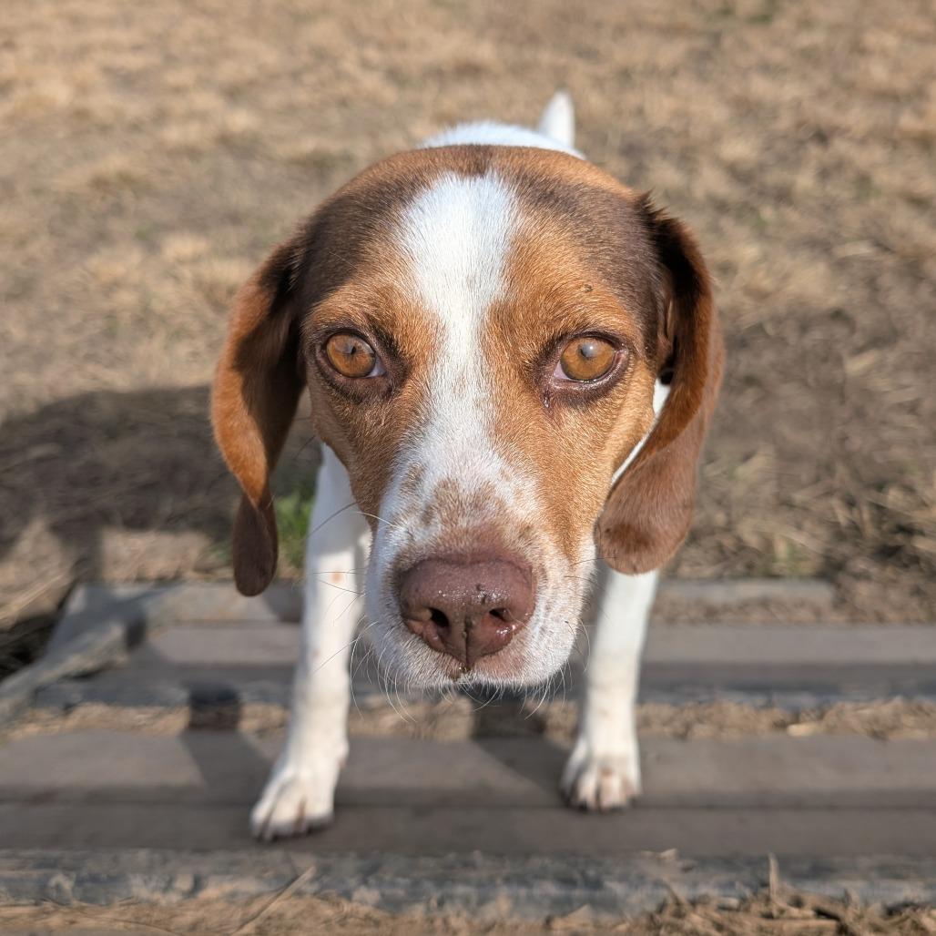Nova, a Adoptable Beagle in Nowata, OK image 1/4