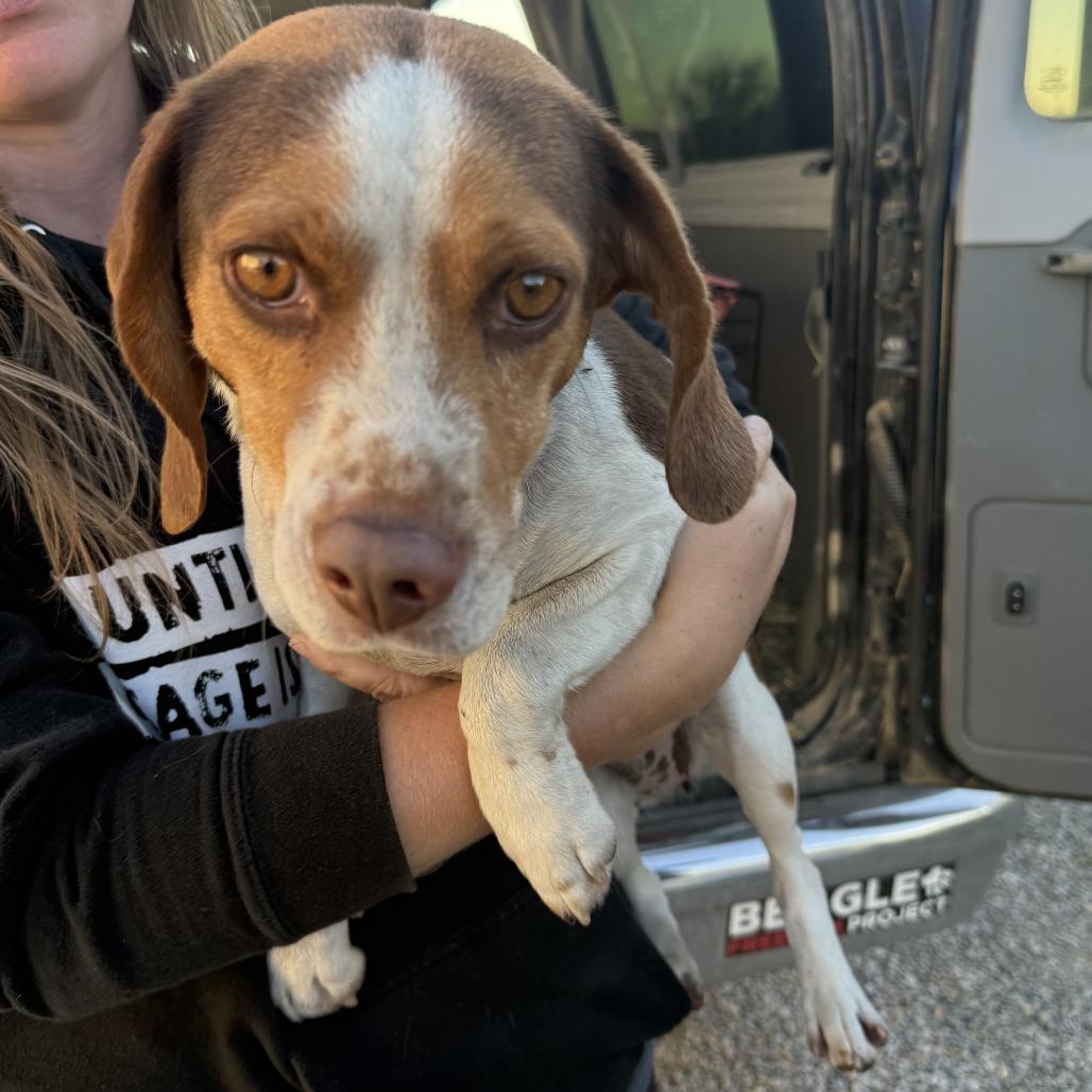 Nova, a Adoptable Beagle in Nowata, OK image 2/4