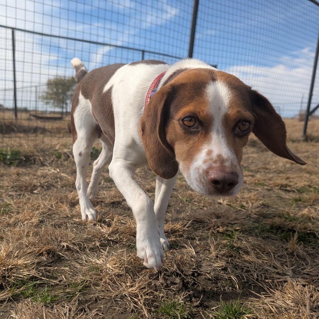 Nova, a Adoptable Beagle in Nowata, OK image 3/4