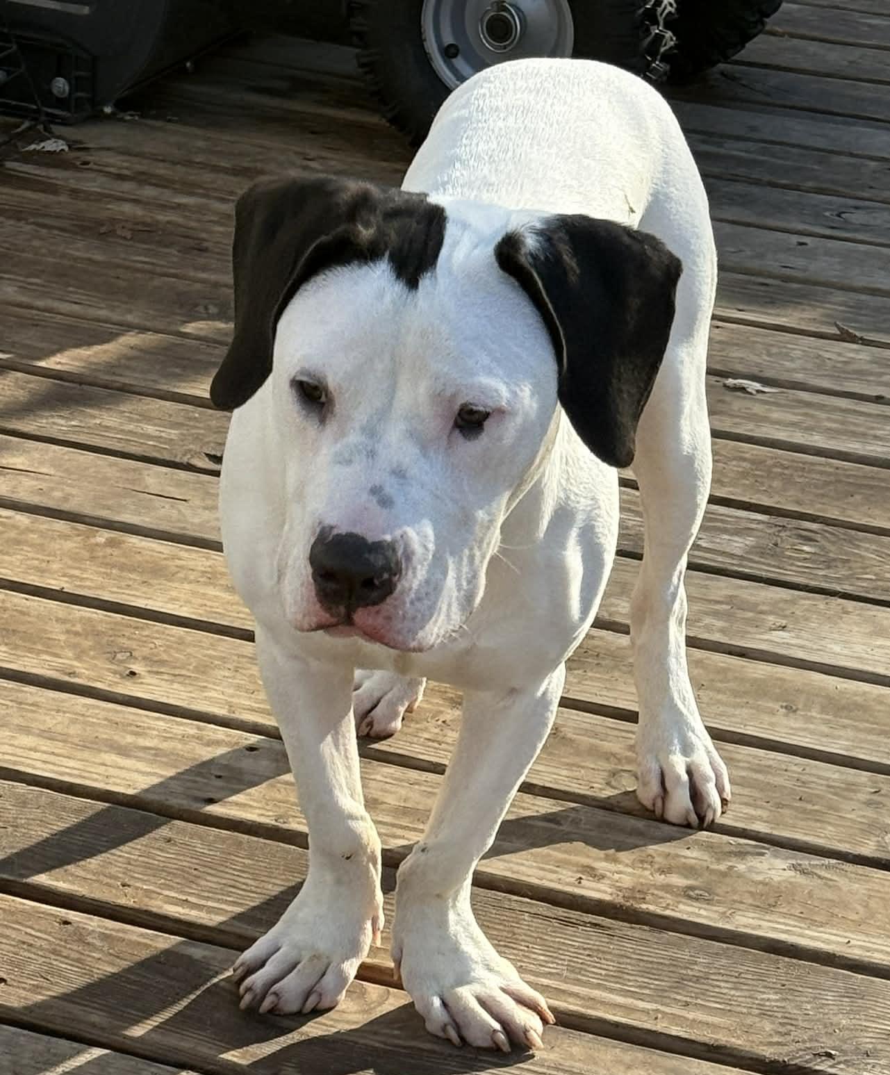 Enlarge Snoopy NO FEE, a ADOPTABLE mixed breed in North Freedom, WI image 2/2